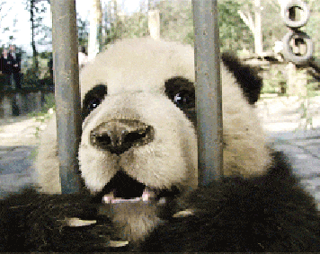 panda-bears-free-animated-gameznet 01.gif